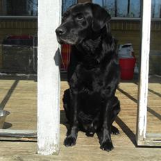 Labrador retriever Samson