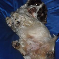 Cocker spaniel Tjalfe
