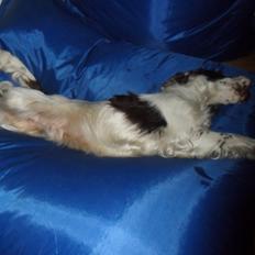 Cocker spaniel Tjalfe