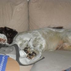 Cocker spaniel Tjalfe