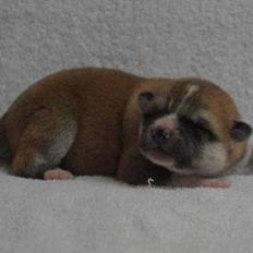 Akita inu (miko) Bancho of kishi ken