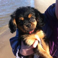 Blanding af racer Stella