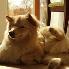 Finsk lapphund Fanny