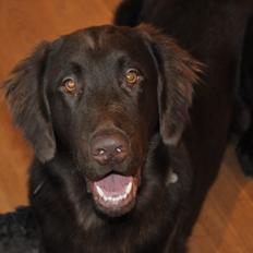 Flat coated retriever Mokka
