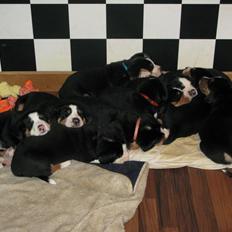 Grosser schweizer sennenhund Taja