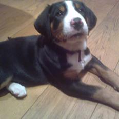 Grosser schweizer sennenhund Taja