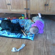 Labrador retriever Nala