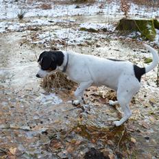 Dansk svensk gaardhund Frida