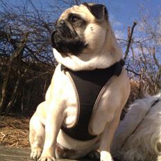 Mops Lulu (nabos hund)