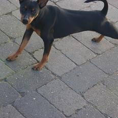 Dvaergpinscher Vappe