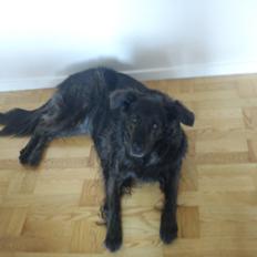 Blanding af racer Mille