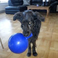 Blanding af racer Mille