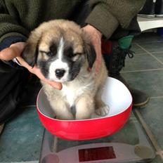 Blanding af racer Bailey (Himmelhund)