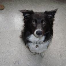 Border collie DUSTY