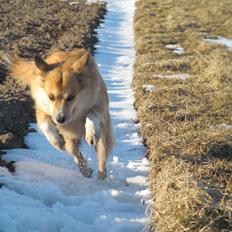 Islandsk fårehund Westmanna's Glossa Villíros