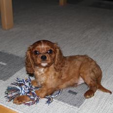 Cavalier king charles spaniel Nemo