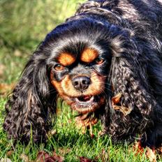 Cavalier king charles spaniel (Souvinier's) Almunia