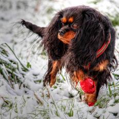 Cavalier king charles spaniel (Souvinier's) Almunia