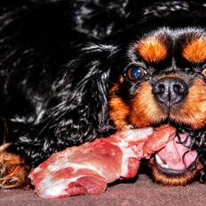 Cavalier king charles spaniel (Souvinier's) Almunia