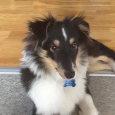 Shetland sheepdog Kato
