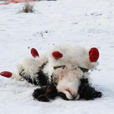 Cavalier king charles spaniel Bergkamp - Himmelhund