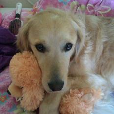 Golden retriever Koda