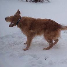 Golden retriever Koda