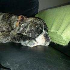 Olde english bulldogge Østergaards Albert