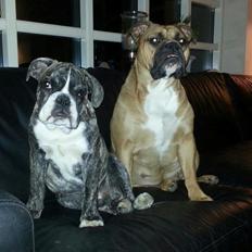 Olde english bulldogge Østergaards Albert