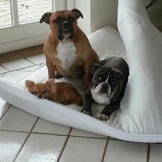 Olde english bulldogge Østergaards Albert