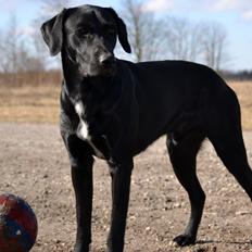 Labrador retriever Mikkel