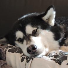 Alaskan malamute Angel