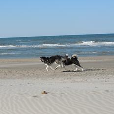 Alaskan malamute Angel