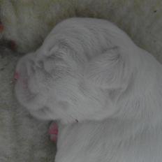 Sealyham terrier Sojus Scilla Siberica "NaNa"