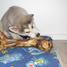 Alaskan malamute Zeus