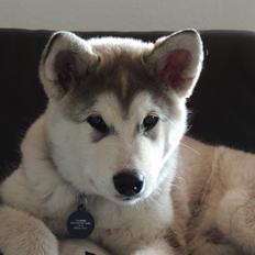 Alaskan malamute Zeus
