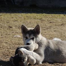 Alaskan malamute Zeus