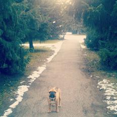 Fransk bulldog Emilio