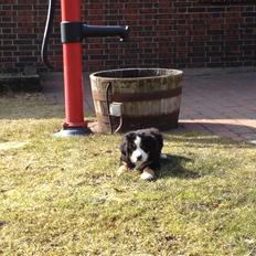 Berner sennenhund Theodor