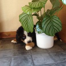 Berner sennenhund Theodor