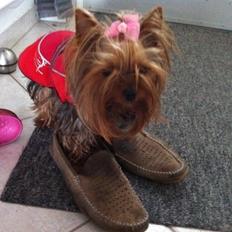 Yorkshire terrier Candy