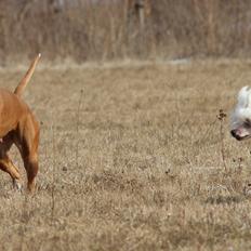 Amerikansk staffordshire terrier *SHADIE*