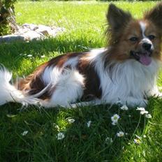 Papillon Aslan