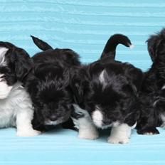 Bichon havanais Alpha