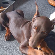 Dobermann Casa di fera Beatrisse