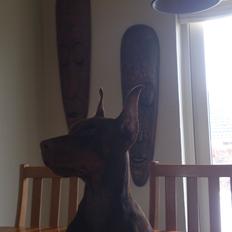 Dobermann Casa di fera Beatrisse