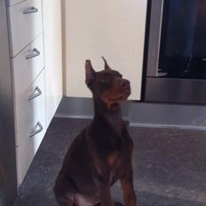 Dobermann Casa di fera Beatrisse