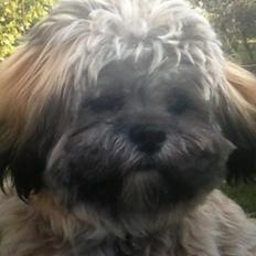 Lhasa apso Donna