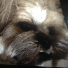 Lhasa apso Donna