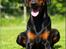 Dobermann *¤*Grace/Chica*¤* R.I.P.